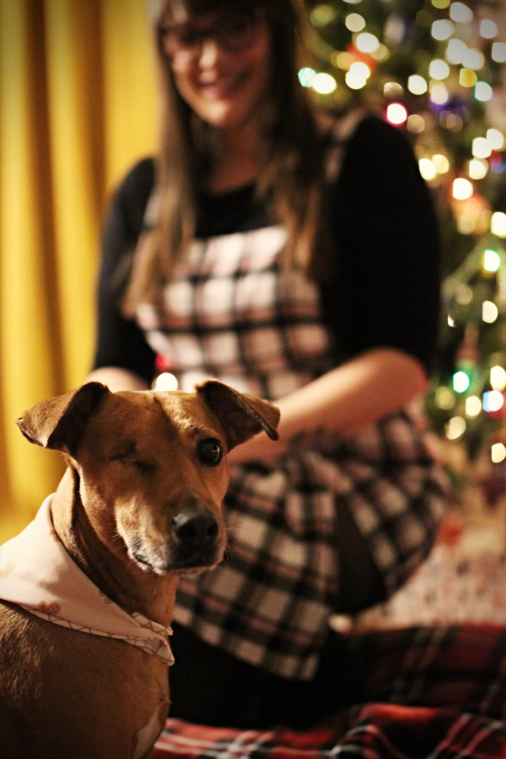 portrait dog christmas 01